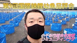 ビログ（Video Blog）＃24　【第9回国際錦鯉幼魚品評会】