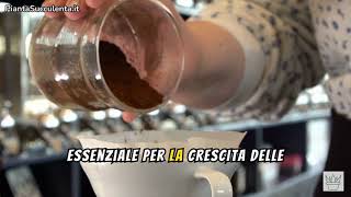 A che serve mettere il caffè nella lingua di suocera?