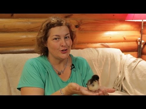 How to Order Chickens Online How to Order Chickens Online