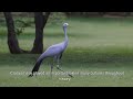 crane birds of the day educational animal videos for homeschoolers children and teachers