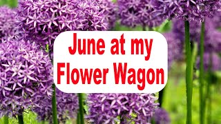 How June Differs from May & April at my Roadside Flower Wagon