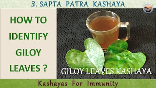 HOW TO IDENTIFY GILOY LEAVES? || KASHAYA - BENEFITS || Dr Khadar || Guduchi || Biophilians Kitchen