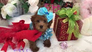 小玩具貴賓犬泰迪熊  Small Toy Poodle Teddy Bear 662