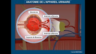 Anatomie de l'appareil urinaire et du néphron