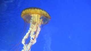 Jellyfish swimming