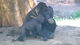 Baby Gorilla Sumomo Wants Female Toto's Food | Gorilla Haoko Troop