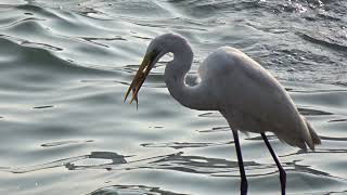 Great Egret struggling to eat fish - 大白鷺 食魚