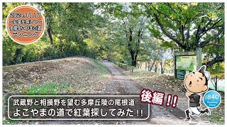 【840runningmovie】癒し動画 【HealingVideos】 紅葉を探して　八王子市・多摩市　多摩よこやまの道を散策ランニングしてみた！！　後編