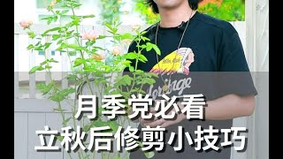 月季党必看 立秋后修剪小技巧