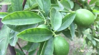 Lemon Farming In Punjab | ਕਾਗਜ਼ੀ ਨਿੰਬੂ | कागज़ी नींबू की खेती |  in July 2020