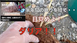 【結果報告】あの時の「ダリア」は今・・！