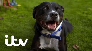 Paul O'Grady: For The Love Of Dogs | Stressed Out Staffie Zack Finally Gets a New Home! | ITV
