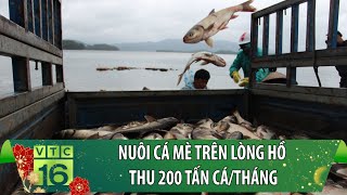 Nuôi cá Mè trên lòng hồ thu 200 tấn cá/tháng | VTC16