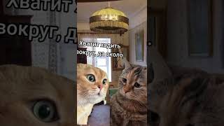 Дорогая, ты постоянно))) | #топ #топчик #рекомендации #кот #рек #cat #котик #котики #котики #мем