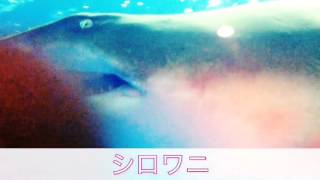 息子制作 生き物動画「シロワニ」