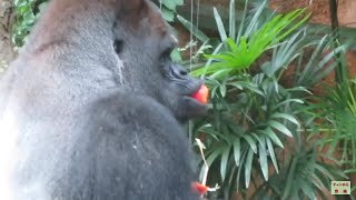 ハオコファミリーのランチタイム(Tomatoes Party Ⅱ)Western Lowland Gorilla Haoko family in Ueno zoo【286】2021.07.06