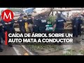 Cae árbol sobre un vehículo en Ecatepec; un hombre falleció