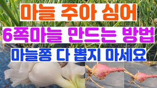 마늘 주아 심는 방법. 마늘 주아 심어서 6쪽 마늘 성공! 마늘통이 아주 굵어요