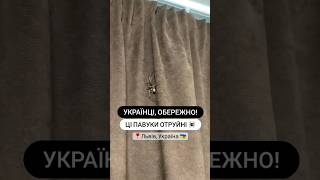 ЦІ ПАВУКИ ОТРУЙНІ! УКРАЇНА! ВАЖЛИВО! #павуки #львів #україна #київ #дніпро #пауки #паук #павук #киев