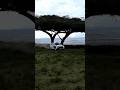 Jump at Miti Mbili | WRC Safari Rally Kenya 2024. #rally2