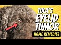 Natural Treatment for Dog Eyelid Tumor