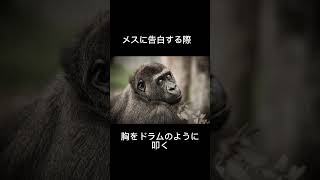 ゴリラの求愛行動がおもしろい #ショート #動物 #生き物系 #雑学王 #生き物 #雑学 #shorts