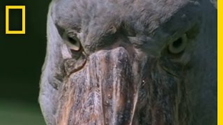 Huge Stork vs. Lungfish | National Geographic