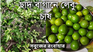 সহজে ছাদ বাগানে অসংখ্য পাতি লেবু ফলান । chad bagane pati lebur folon l সবুজের রংবাহার