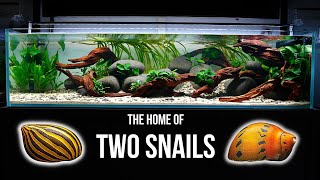 Adding NERITE SNAILS | CLOUDY WATER in new aquarium | EP2 HILLSTREAM AQUARIUM