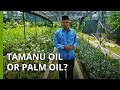 Can the little-known tamanu tree replace palm oil in Indonesia’s biofuel bid?