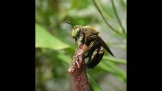 Large Carpenter Bee(xylocopa genus) cleaning itself. #bees #yellow #bug