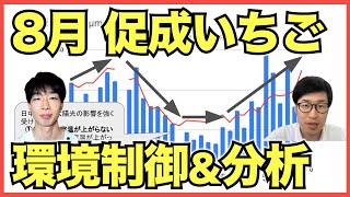 【いちご促成栽培】8月は前作の振り返りとデータ分析、次作の環境制御と耕種的なやるべきこと【スマート農業】