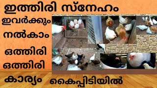 #കോഴിവളർത്തൽ #poultryfarming #muttakozhivalarthal @Laila Rahman's Gardening വരുമാനം #kozhi #henfarm