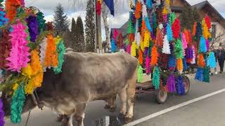 Datini, obiceiuri și traditii  de Anul Nou #comănești #traditii #joculursului #tradition #capra