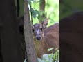 Muntjac #nature #reels