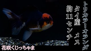 トリカラーオランダ（タイ産）メス 約11センチ 花咲くじっちゃま