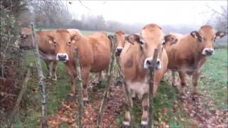 Le bocage : Terre d'élevage - Campus des Sicaudieres