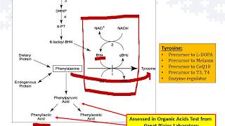 Methylation + Biopterin - Advanced OAT Mastery Course