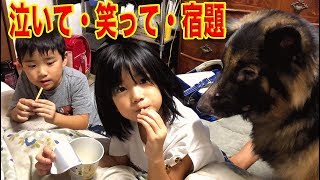 泣いて・笑って・宿題頑張る・シェパード犬・孫達の午後 homework