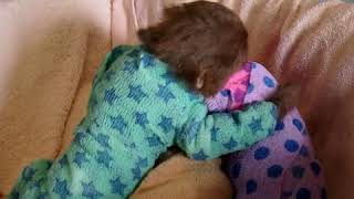 Adorable baby sloths get handmade onesies after treatment for mites.