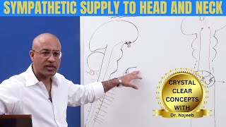 Sympathetic Supply to Head and Neck | Anatomy 🩺