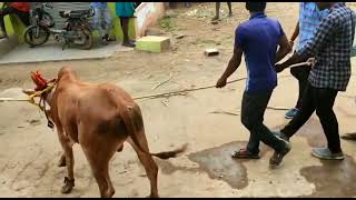 Vellore Jallikattu | வேலூரில் நடைபெற்ற எருது விடும் விழா - உற்சாகமாகக் கலந்துகொண்ட காளைகள்