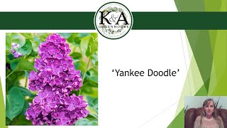 Lilac Varieties