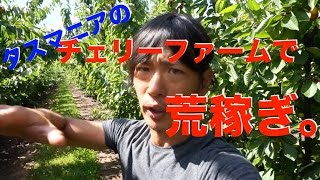 稼げるファームジョブ。チェリーファーム。From UEPどうにかなるの旅。（92日目）