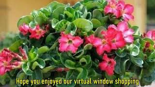 Adenium Dorset Horn: Seeds \u0026 Plant Price Check