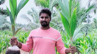 SS Nursery garden,.Coconut plants manufacturing details.contact 9750746701 #ssnursery #coconutplants