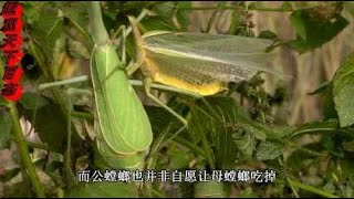 母螳螂为何要“吃夫”？原来不是为了下一代，科学家实验揭开真相