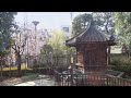 浅草 満開の桜 隅田川・東京スカイツリー・浅草寺 東京台東区浅草） 2014年4月1日