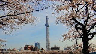 浅草 満開の桜 / 隅田川・東京スカイツリー・浅草寺 (東京台東区浅草） 2014年4月1日