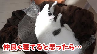 先住猫ハムと新入り猫チロが仲良く寝てると思ったら…